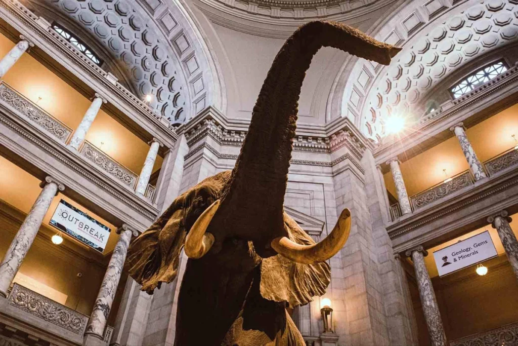 Best Museum Tours for Art History and Culture Lovers in USA Museum Tours