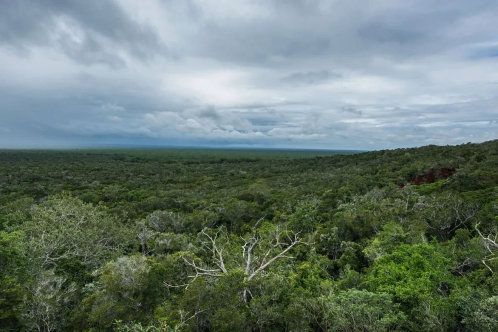 African Forest Regions Travel Guide for First-Time Visitors African Forest