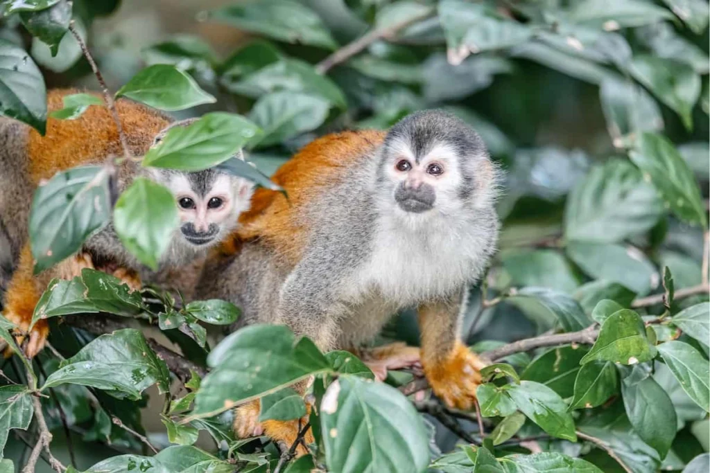 Discover Costa Rica’s Wildlife, Rainforests, and Outdoor Thrills Costa Rica Wildlife