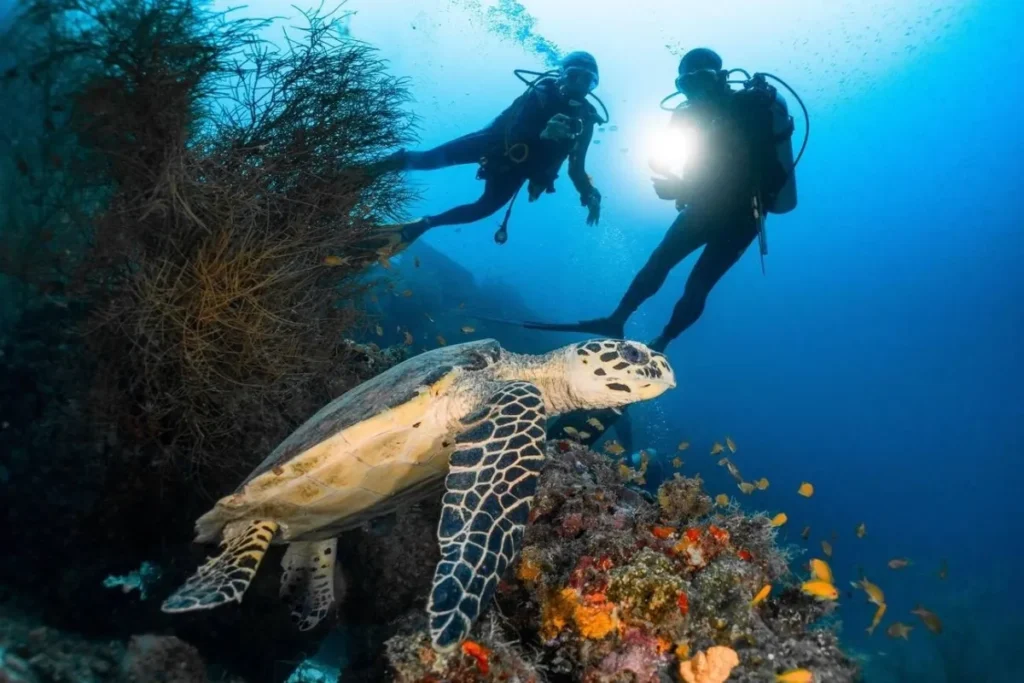 Marine Tours to Explore Coastal Landscapes and Ocean Life in Singapore Singapore Marine Tours