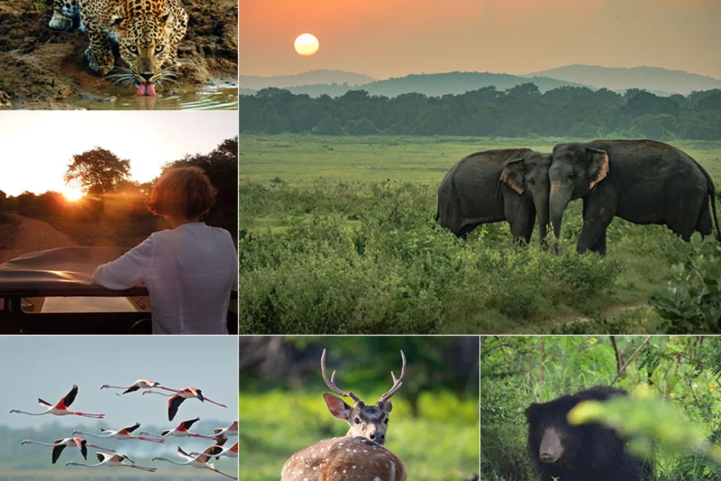 Sri Lanka’s Best Wildlife and Nature Experiences Sri Lanka Wildlife Experiences