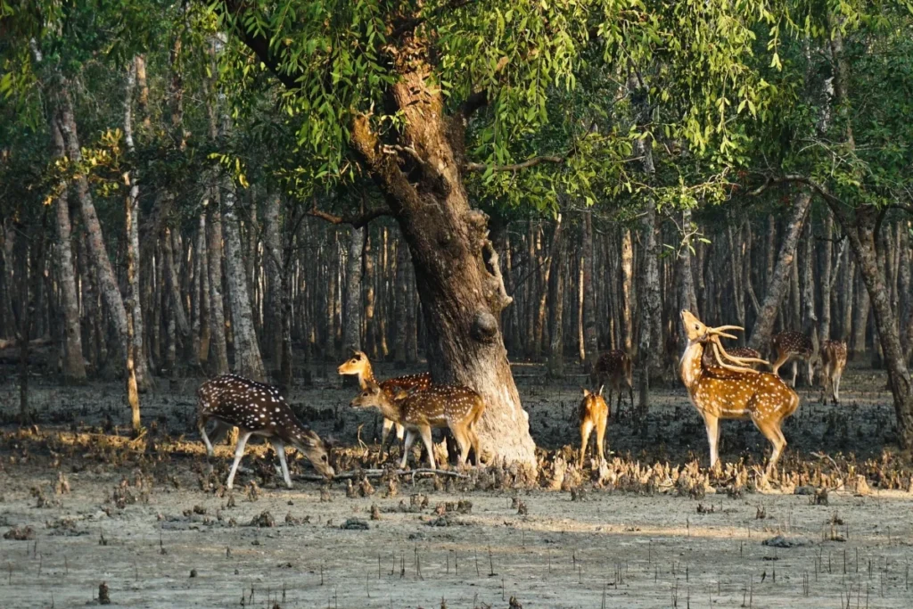 Sundarbans Travel Experiences