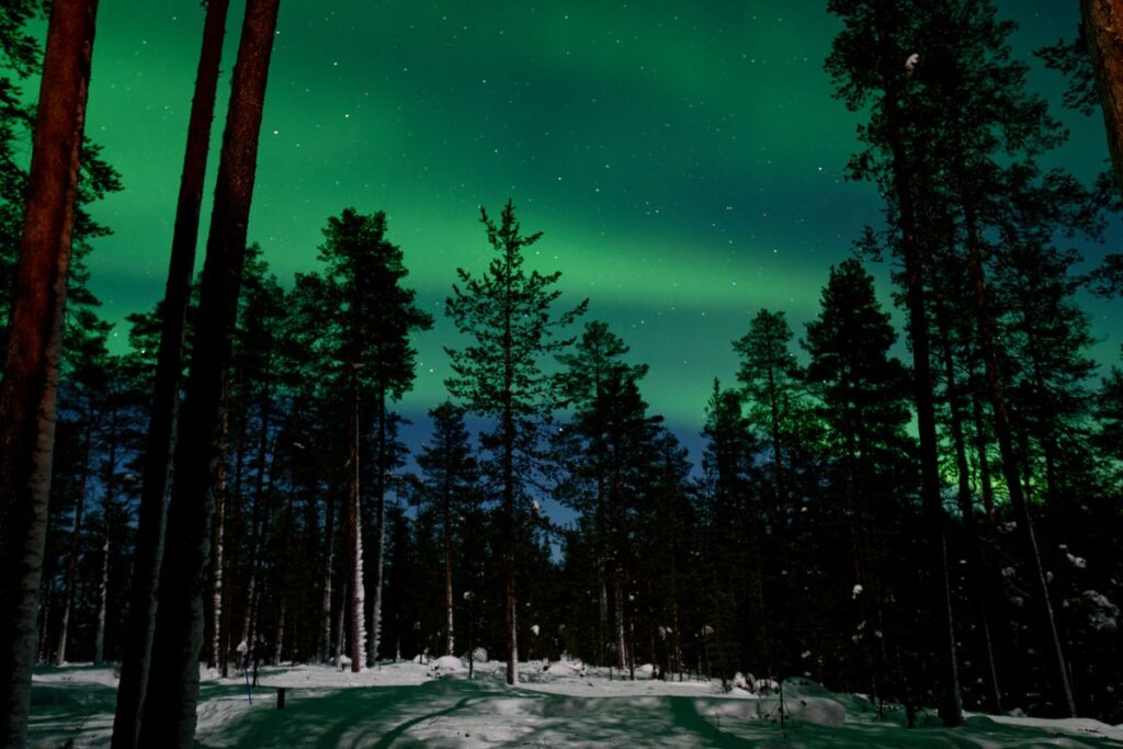 Grönt norrsken över en snötäckt tallskog