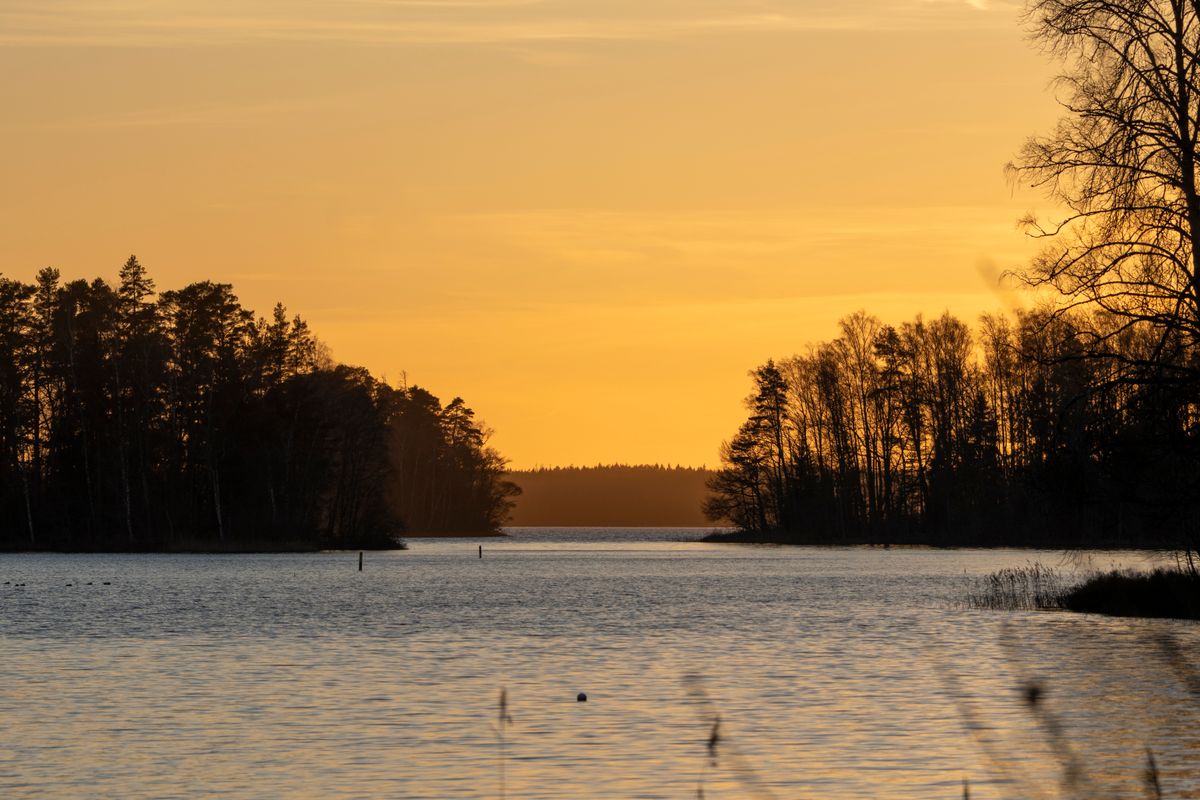 Lake at sunset with silhouetted trees